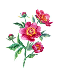 Pink peony, watercolor pattern on a white background.