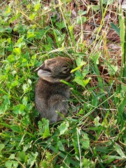  wild baby rabits nest