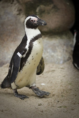 Obraz premium Pinguin