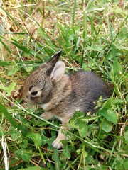  wild baby rabits nest