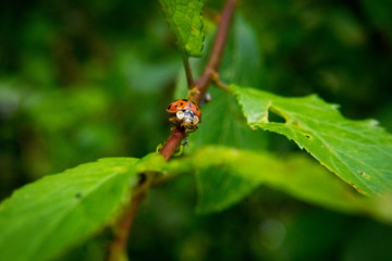 Ladybugs
