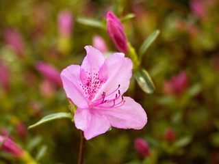 Obraz premium Flowering rhododendron in a botanical garden