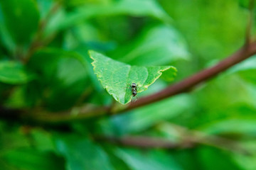 Ant