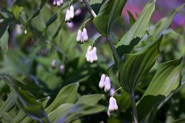 Solomon's seal blooming in the woods