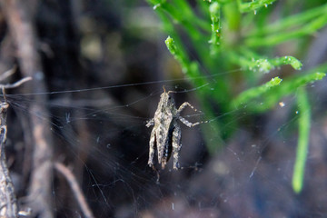 Grasshopper camouflage
