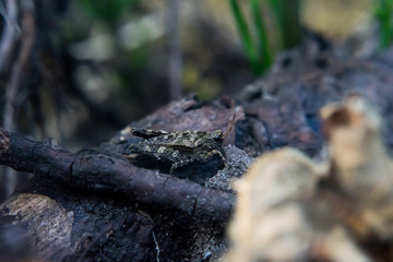 Fototapeta na wymiar Grasshopper camouflage