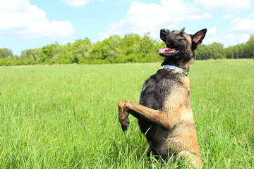 chien berger belge malinois qui fait le beau