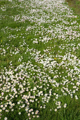 Obraz na płótnie Canvas Daisies blooming in a meadow