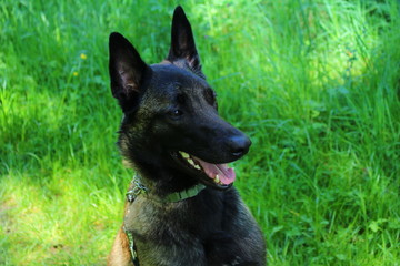 portrait chien malinois regard dissuasif