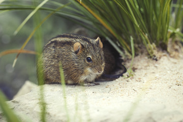 Wildmaus