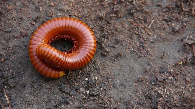 Millipede squat on wet ground.Millipedes are arthropods in the class Diplopoda, which is characterised by having two pairs of jointed legs on most body segments.