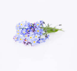 Forget-me-nots on white background