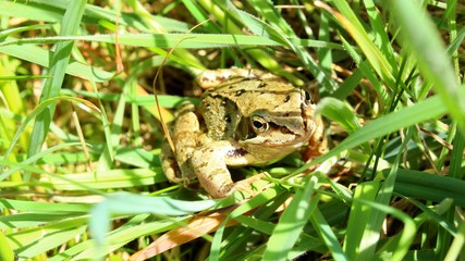 grenouille camouflée dans les herbes