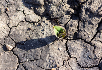 small green shoot grows out brown cracked earth