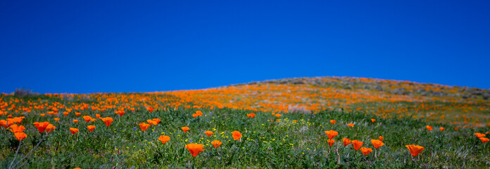 Antelope Valley Poppy Preserve