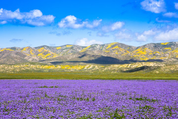 Fototapeta na wymiar Carrizo Plain Wildflowers