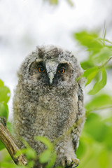 portrait of a little funny fluffy owl in a Sunny spring forest