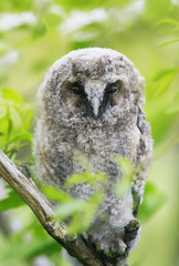 funny chick owl Napping in a green tree and spying