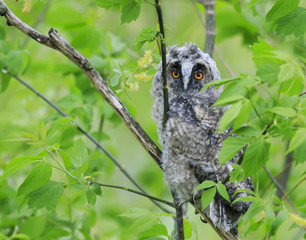  bird owl with fluffy feathers among the green foliage