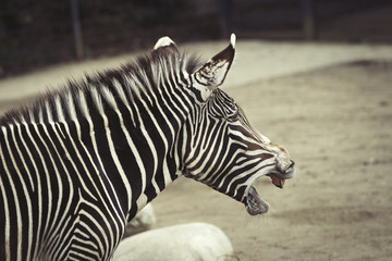 Fototapeta na wymiar Zebra gähnend