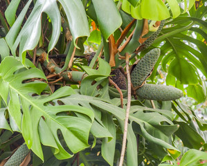 monstera deliciosa closeup