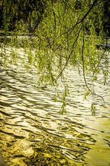 Green leaves over the lake, close up