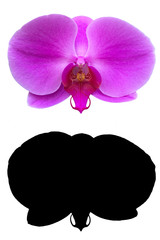 A purple phalaenopsis orchid with alpha mask isolated on white background