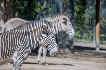Fototapeta na wymiar Grevyzebras im Tierpark