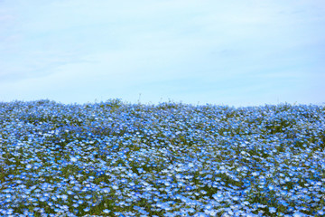 blue nemophila flowers fields and sky on spring season
