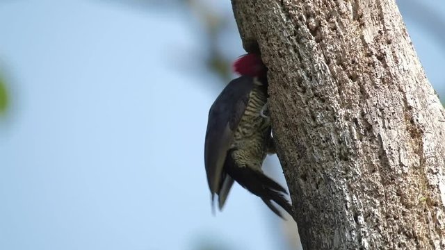 Pale billed woodpecker building hole in the tree. FHD 50p