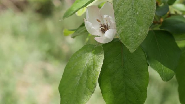 Close-up of Cydonia oblonga spring flowers 4K 2160p 30fps UltraHD footage - Swinging of cultivated quince tree branches 3840X2160 UHD video