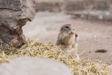 very cute black tailed prairie dog (Cynomys ludovicianus)