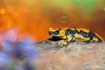 Salamander 06