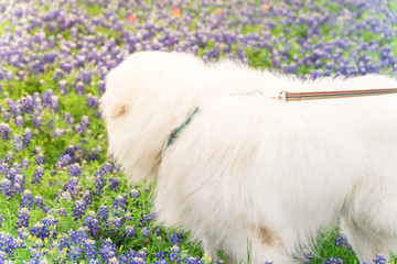 Portrait of a big fluffy white Great Pyrenees dog on Bluebonnet and Indian paintbrush field outside...
