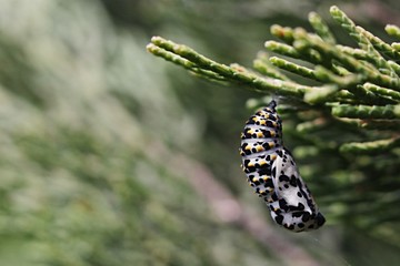 Chrysalis cocoon of butterfly from Papilio family hanging on branch of Mediterranean Cypress Cupressus sempervivens