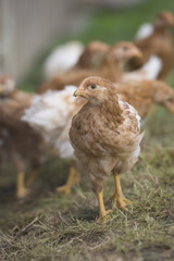 Baby chicken