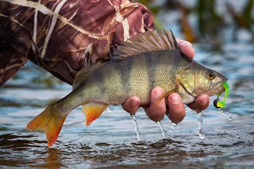 Foto op Plexiglas Large striped bass with a soft bait and hook in the mouth and drops of running water in the fisherman's hand.Fishing on a jig & soft bait.Perch on the hook in the hand of angler above the water. © Vlad Sokolovsky
