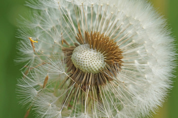 Dandelion fades in the spring and its seeds are carried by the wind