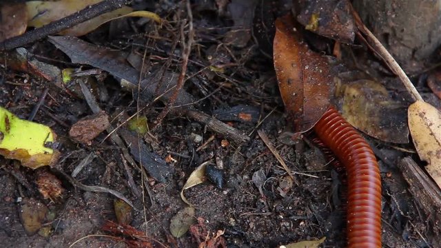 Millipede walking on a tricky wet ground.Millipedes are arthropods in the class Diplopoda, which is characterised by having two pairs of jointed legs on most body segments.