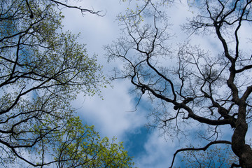 trees with green leaves on blue cloudy sky background, spring