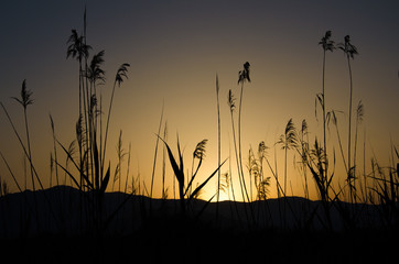Gr&auml;ser Silhouette