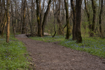 Forest landscape. Beautiful spring forest, forest path, wooden bridge and meadows bloom with squill at sunset. Ropotamo National Park, South Coast, Bulgaria.
