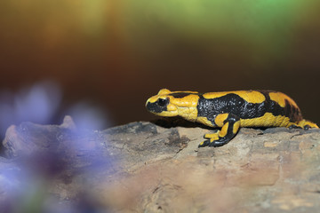 Salamander06