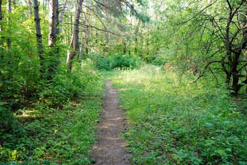 Obraz premium Paths in the forest