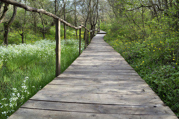 National Park Ropotamo Bulgaria. Wooden bridge leads to the Ropotamo river crossing green spring forest.