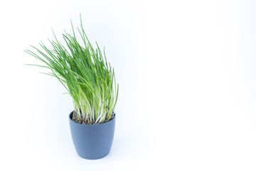 Chives small tree plant in a grey pot isolated on white background