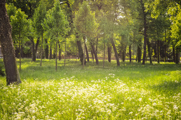 green spring meadow in park landscape