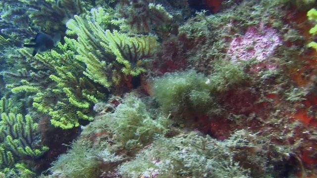 Deep water reefs Violescent sea-whip gorgones, Spain