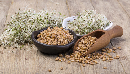 sprouted seeds in a ceramic bowl