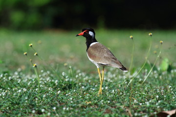 Red wattle lapwing 